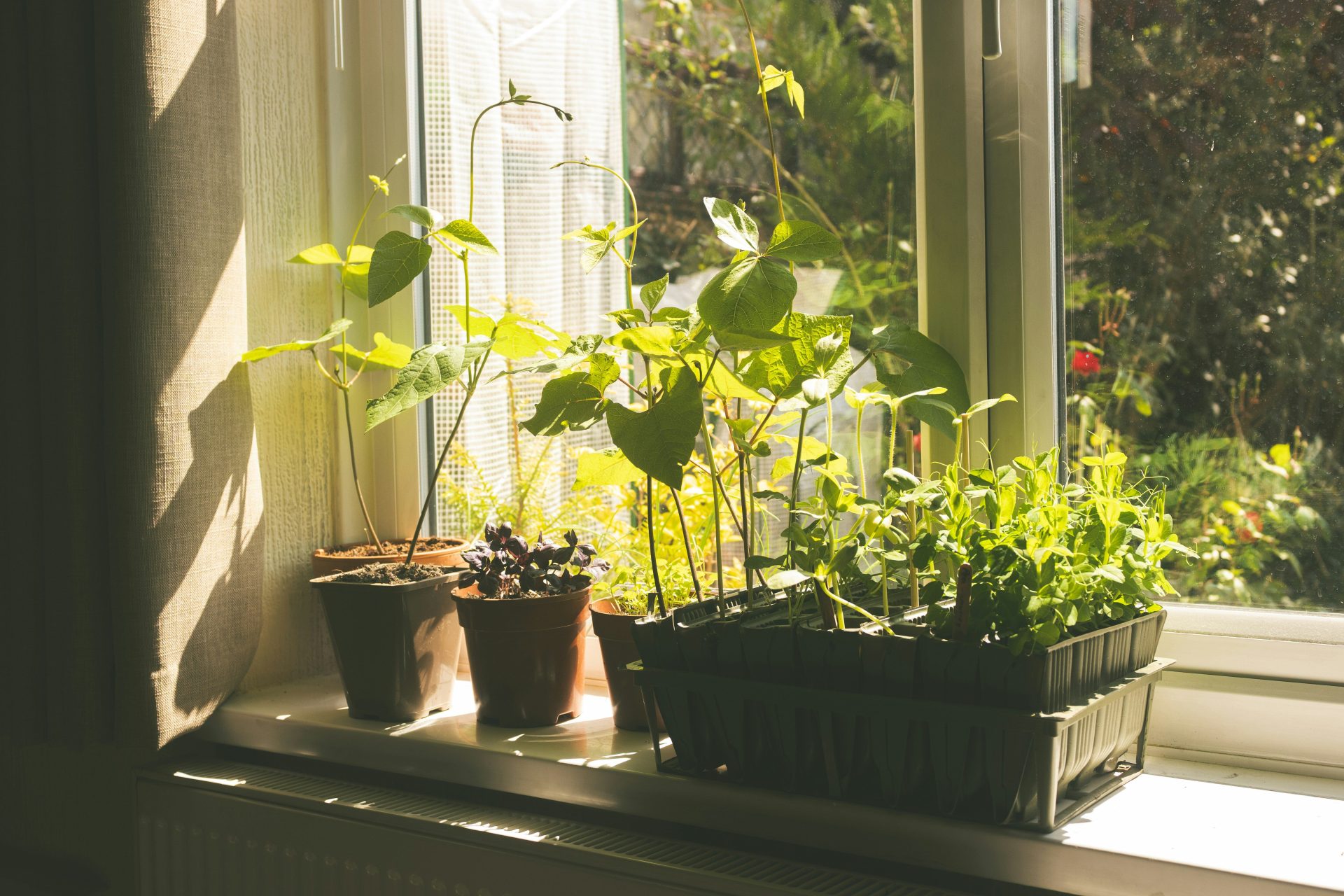 Young plants growing in pots on a sunny windowsill